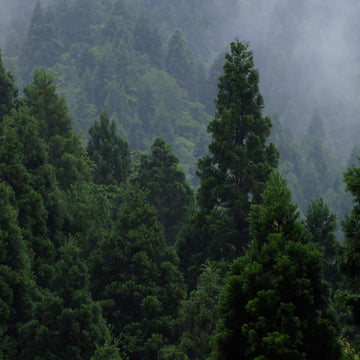 Essential Oil for Scent Diffuser – Cedro